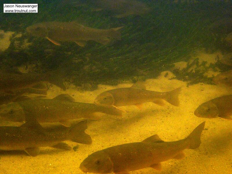 A large schools of white suckers travels the headwaters of a famous midwestern trout stream.