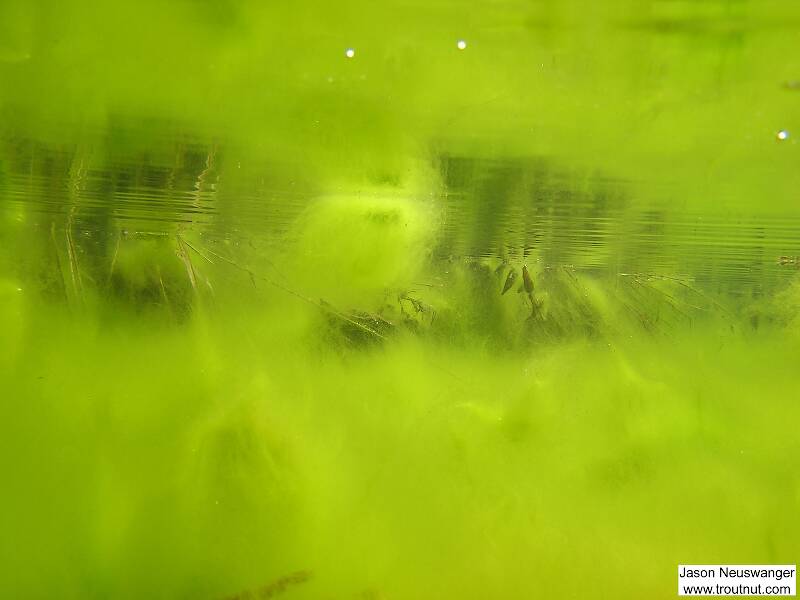 Here's the view from inside an algae bloom in a still backwater along a pristine small stream.

From Eighteenmile Creek in Wisconsin