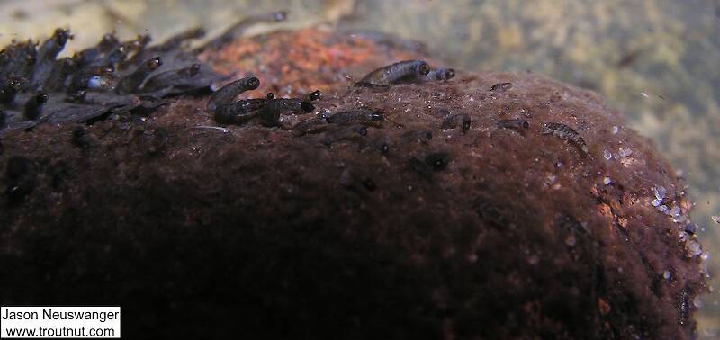 This is my favorite underwater picture so far. It shows a bunch of Simuliidae (black fly) larvae clinging to a rock and swinging in the fast current. There are also at least four visible mayfly nymphs, probably in the family Baetidae.

From Eighteenmile Creek in Wisconsin