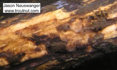 A couple Sulphur (Ephemerella invaria) nymphs cling to a log.