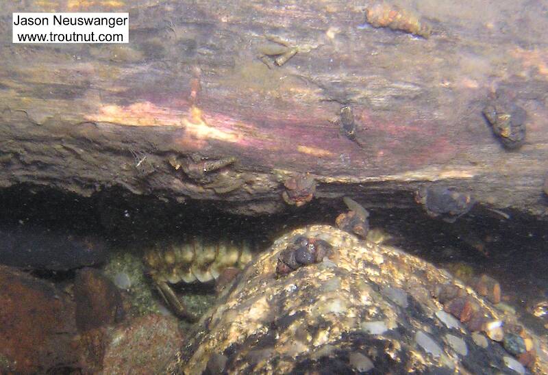 A large crayfish lurks under a log which is home to several mayfly nymphs and caddisfly larvae.